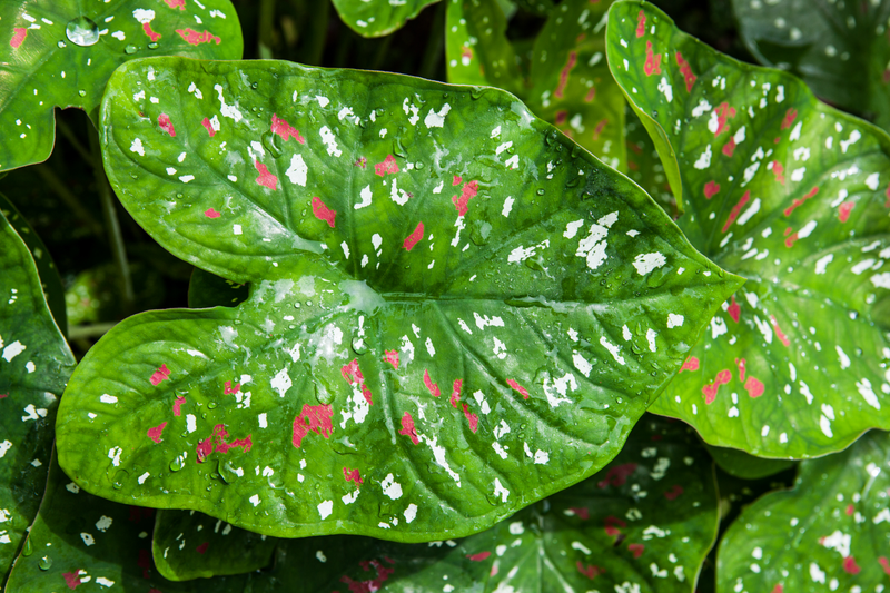 Illustration for article titled TRIGANA : THE PLANTS